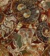 Composite Plate Of Agatized Ammonite Fossils #107207-1